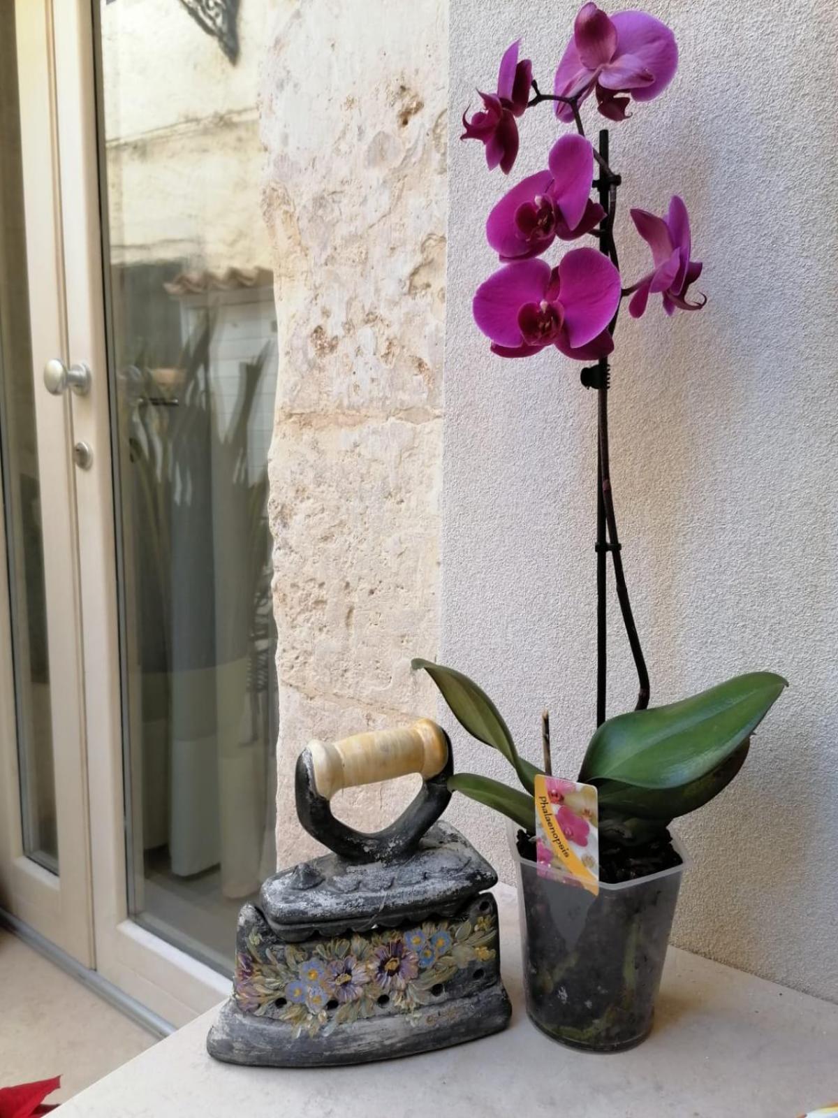 Ammira Apartament