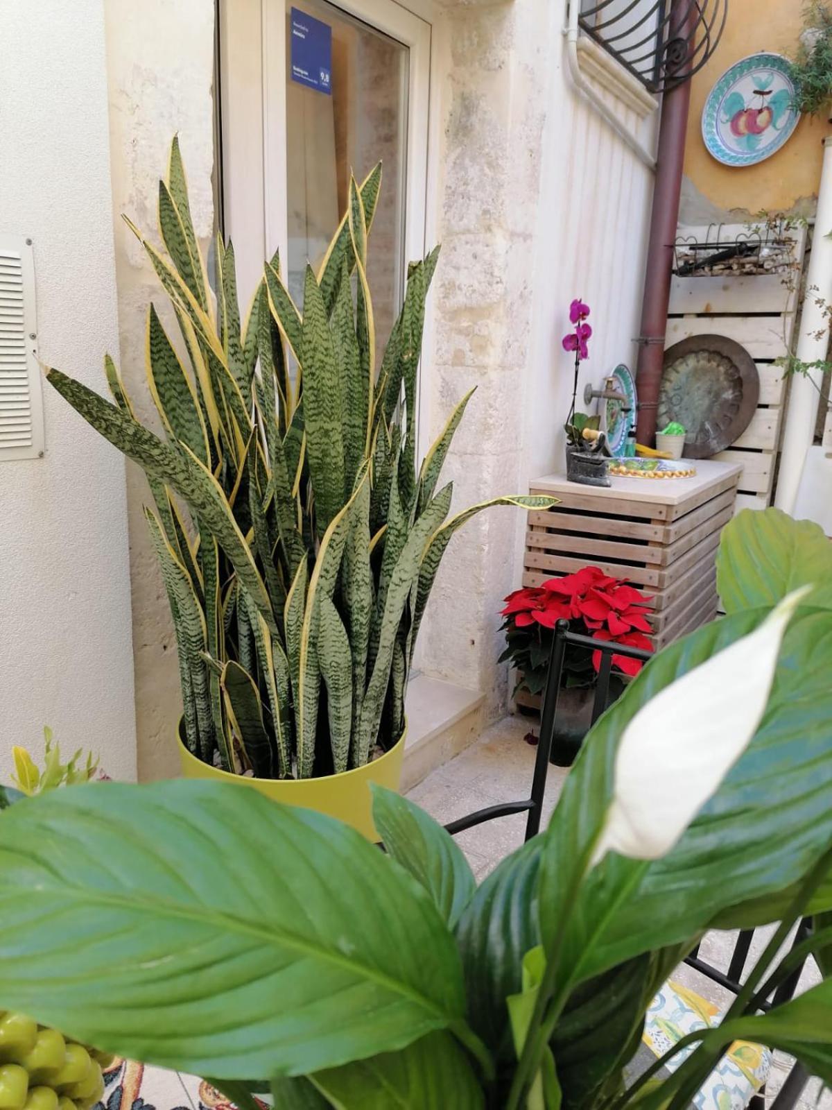 Ammira Apartament